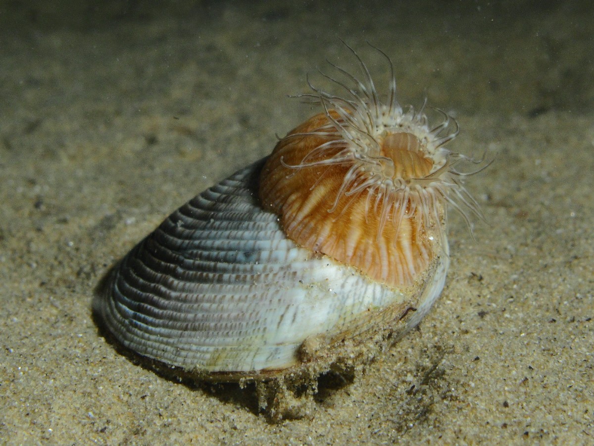 Sagartiogeton undatus