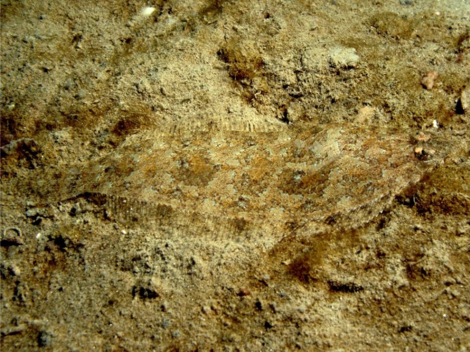 Sogliola gialla (Buglossidium luteum) e Suacia