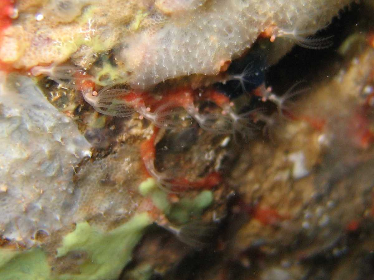 Ottocoralli molli: Cornularia cornucopiae