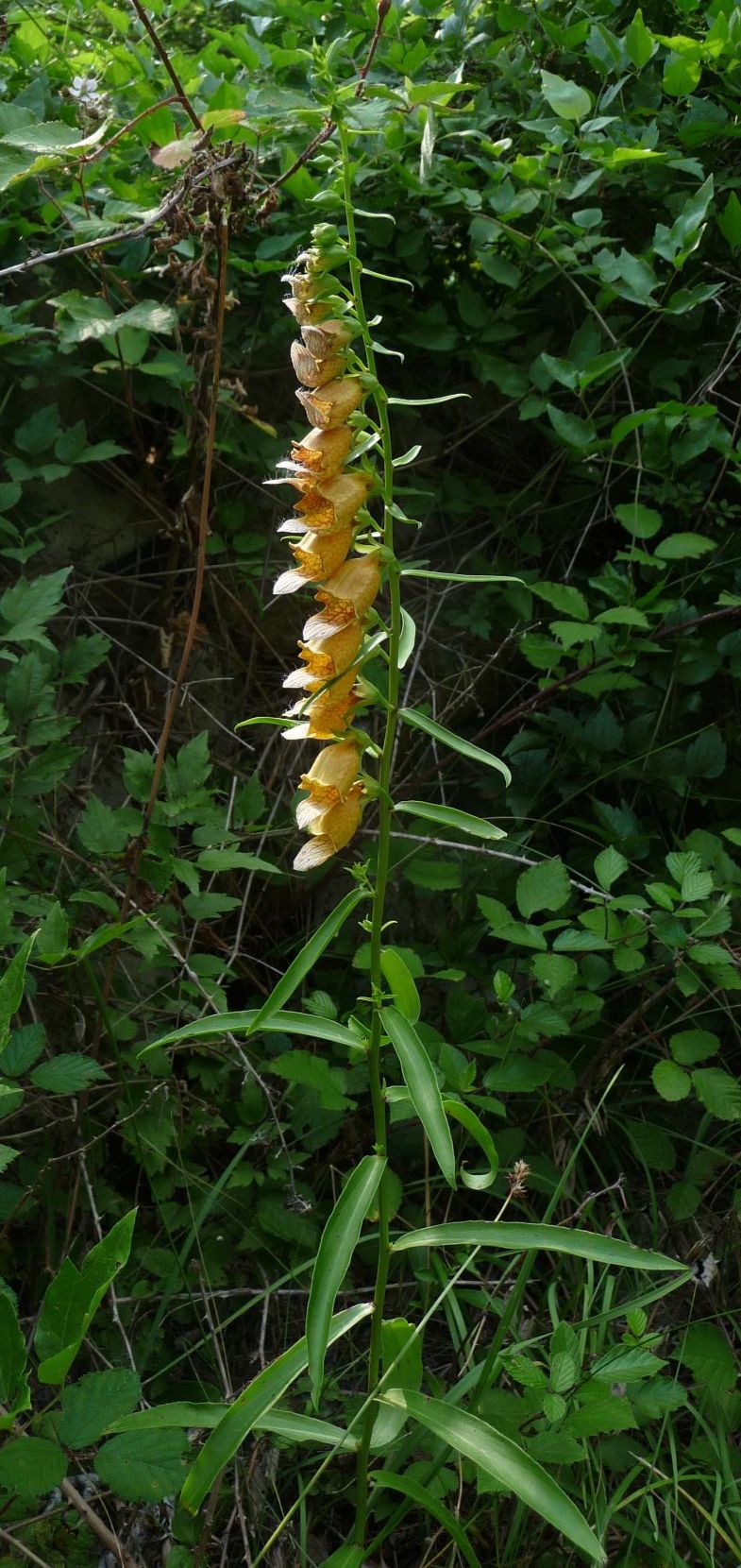 Digitalis laevigata