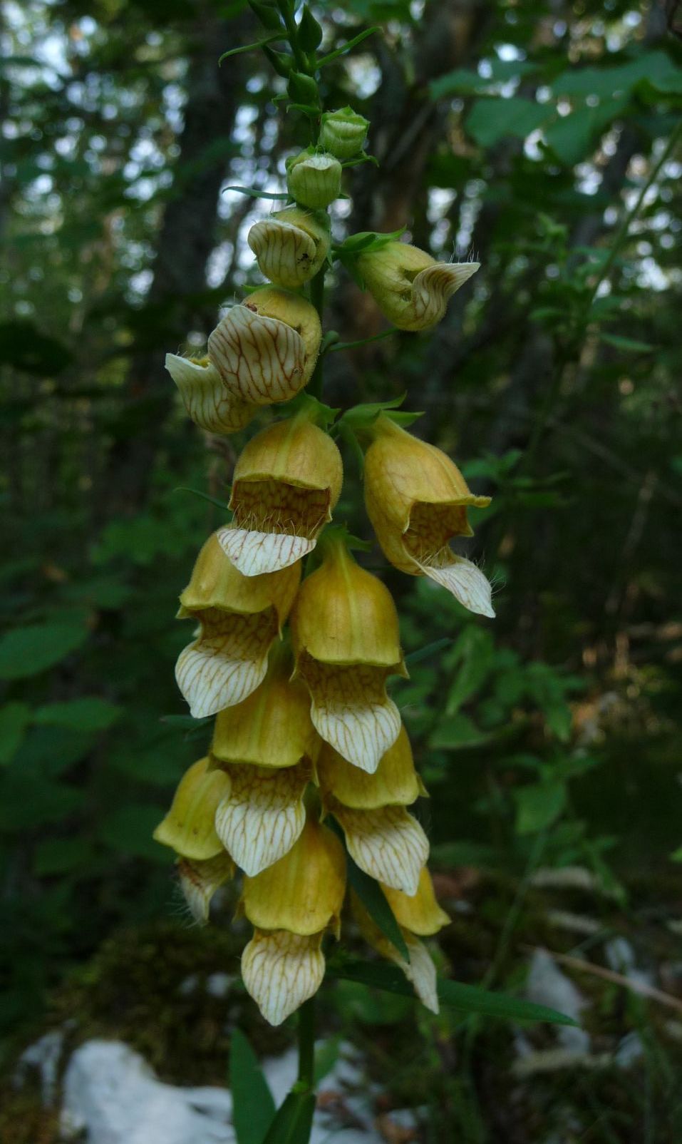 Digitalis laevigata