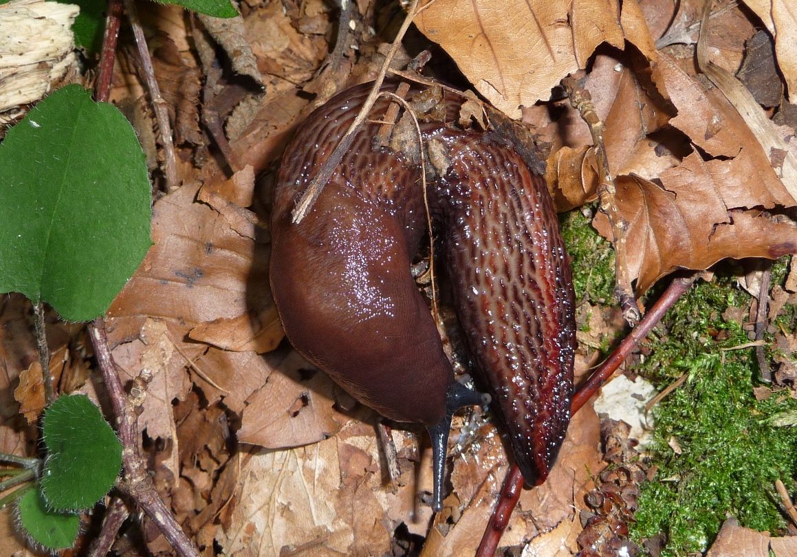 Limax dacampi sul Mte. Baldo