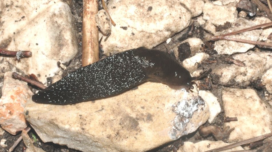 Limax montanus del M. Baldo (700 e 1800 m)