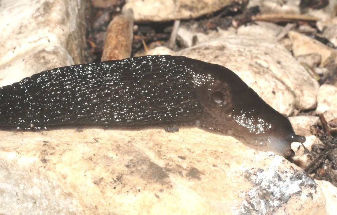 Limax montanus del M. Baldo (700 e 1800 m)