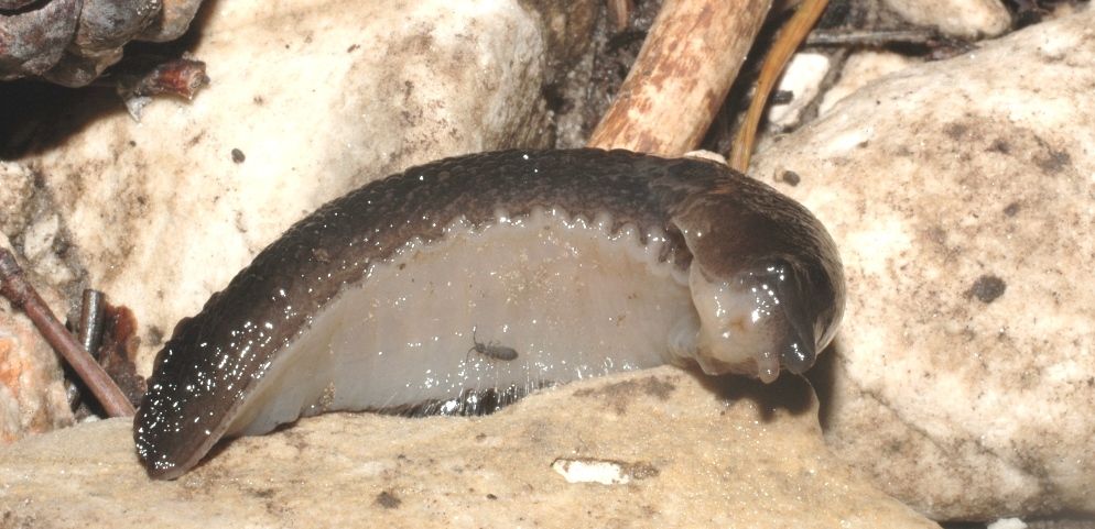 Limax montanus del M. Baldo (700 e 1800 m)