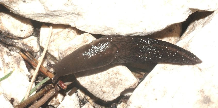 Limax montanus del M. Baldo (700 e 1800 m)