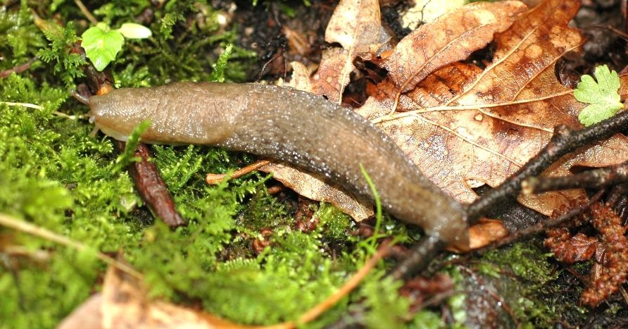 Limax montanus del M. Baldo (700 e 1800 m)