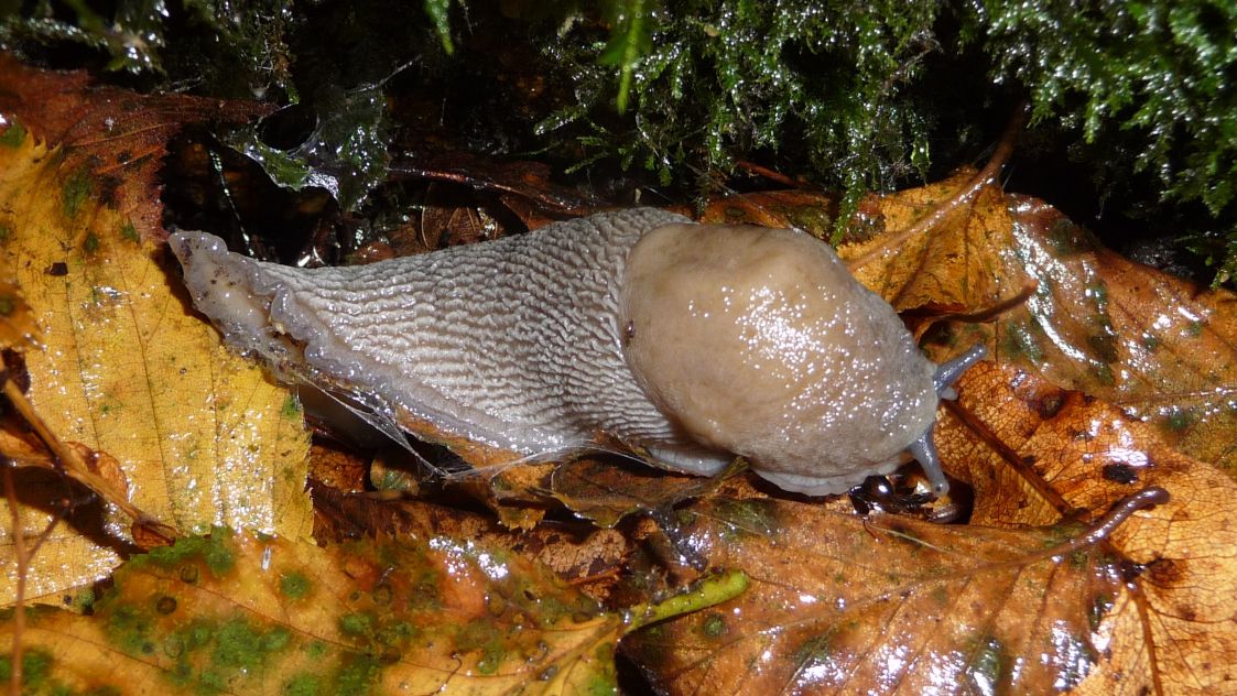 Limax sp. da Valganna (VA)