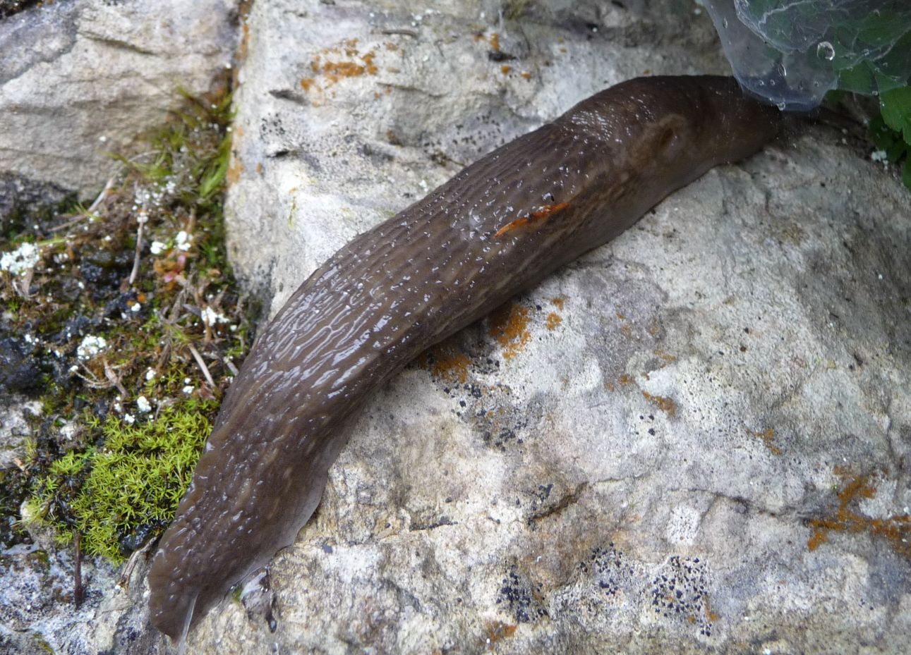 Limax montanus (?) da Tonezza (VI)