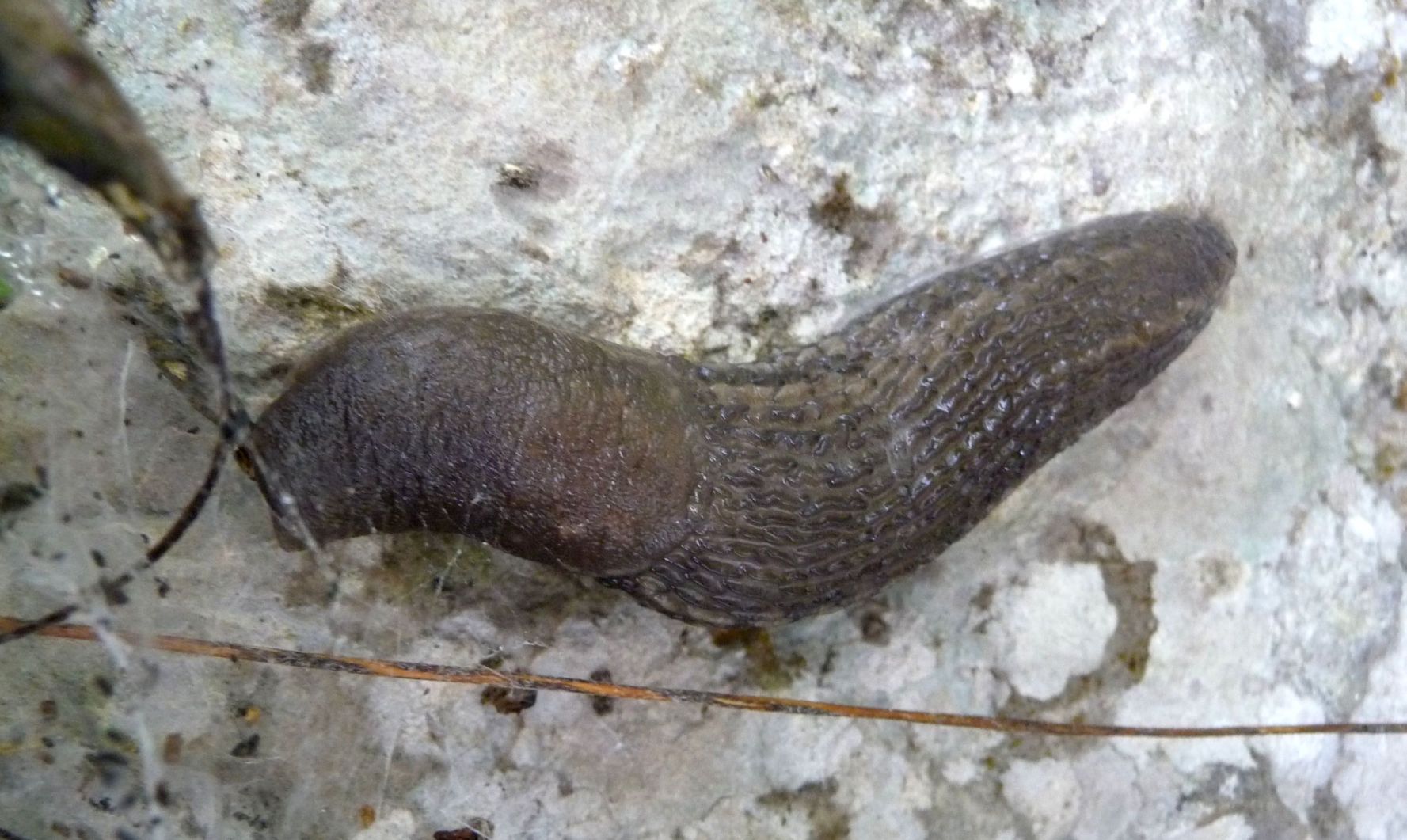 Limax montanus (?) da Tonezza (VI)