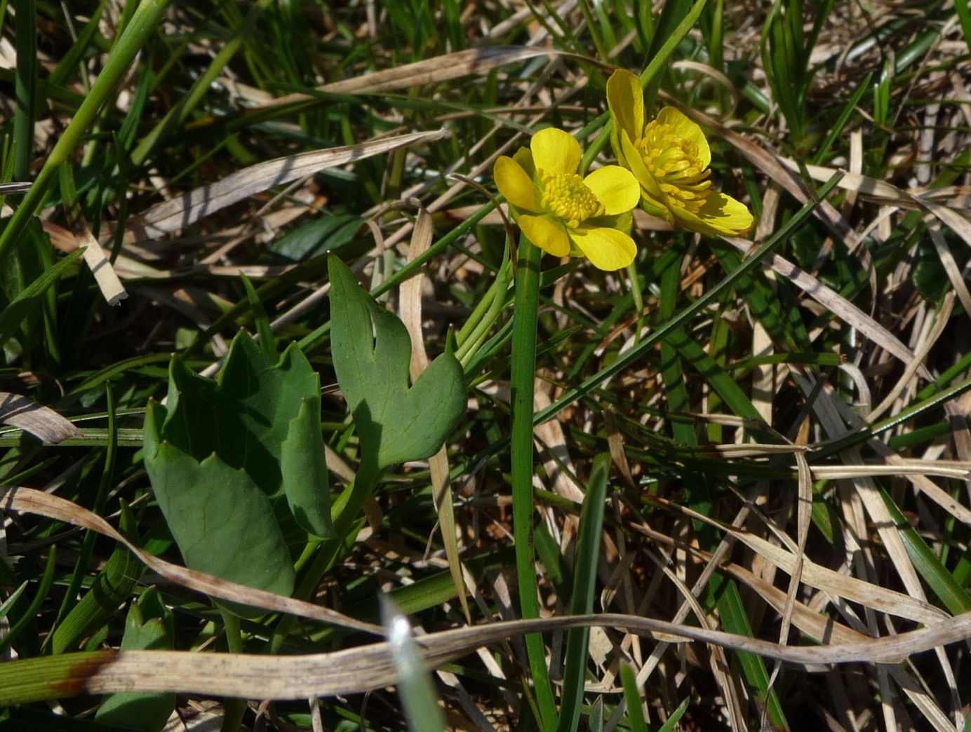 Ranunculus hybridus