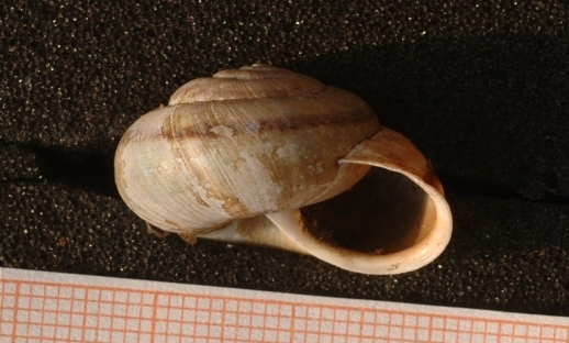 Che cos'' Chilostoma illyricum?