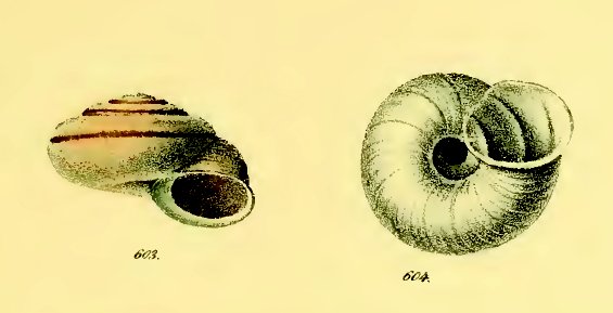 Alla ricerca di Chilostoma cingulatum frigidosum