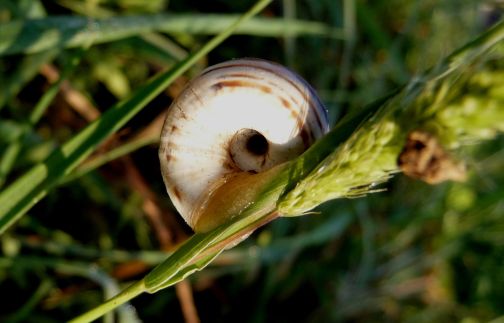Xerolenta obvia in Francia?