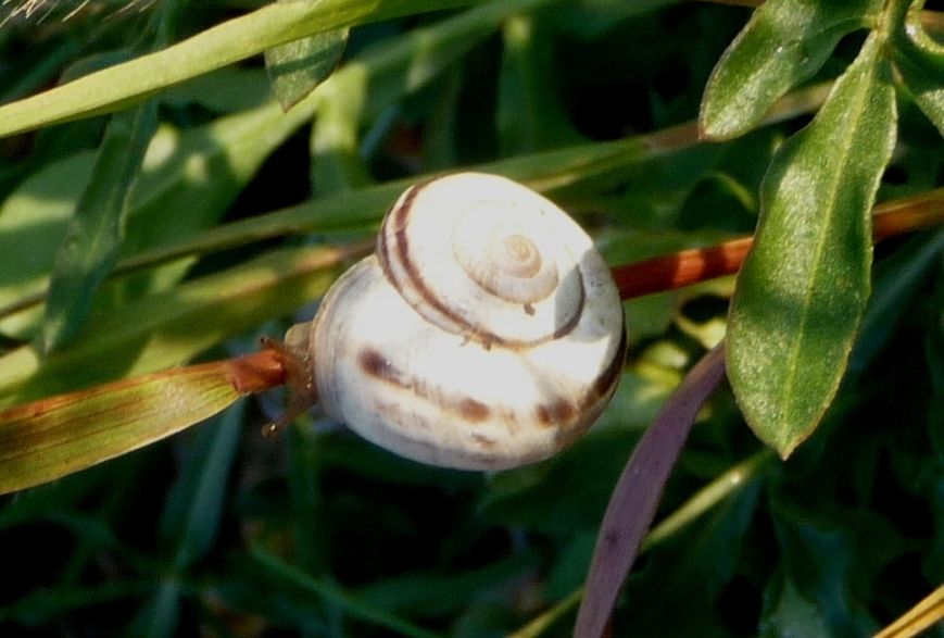 Xerolenta obvia in Francia?