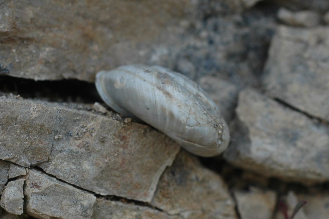 vita da Chilostoma cingulatum