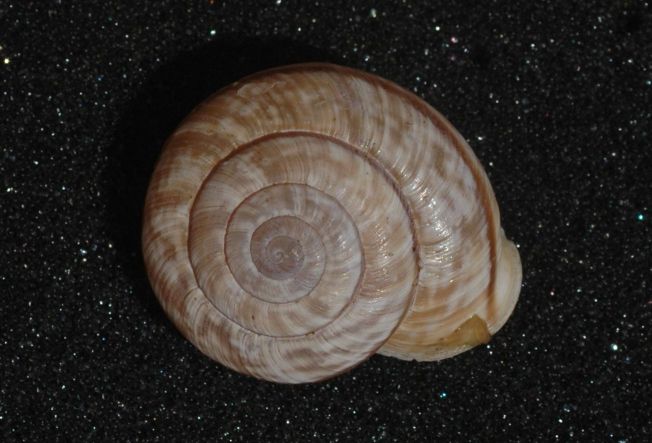 Alla ricerca di Chilostoma cingulatum frigidosum