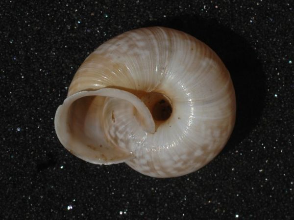 Alla ricerca di Chilostoma cingulatum frigidosum