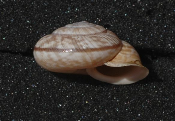 Alla ricerca di Chilostoma cingulatum frigidosum