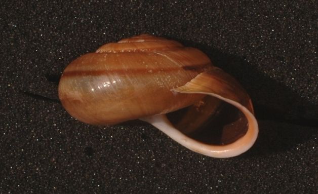 Che cos'' Chilostoma illyricum?