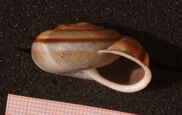 Che cos'' Chilostoma illyricum?