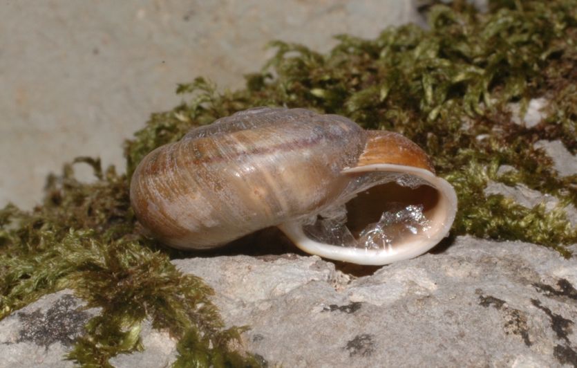 Dov'' il limite occidentale di Chilostoma illyricum?