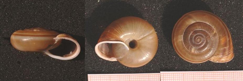 Che cos'' Chilostoma illyricum?