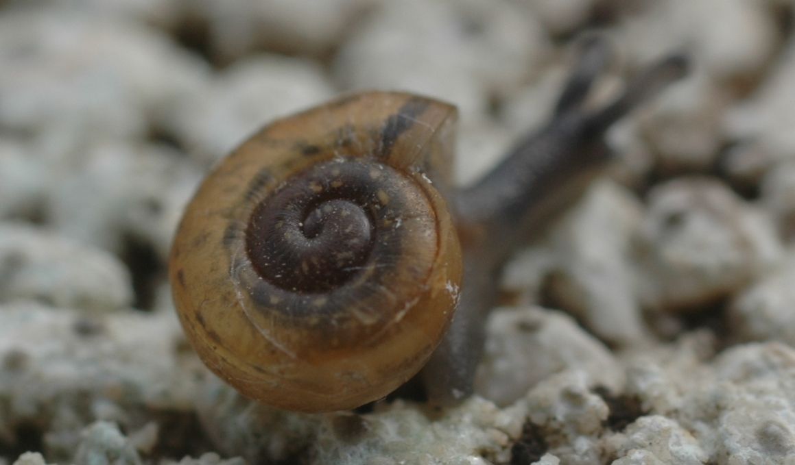 Che cos'' Chilostoma illyricum?