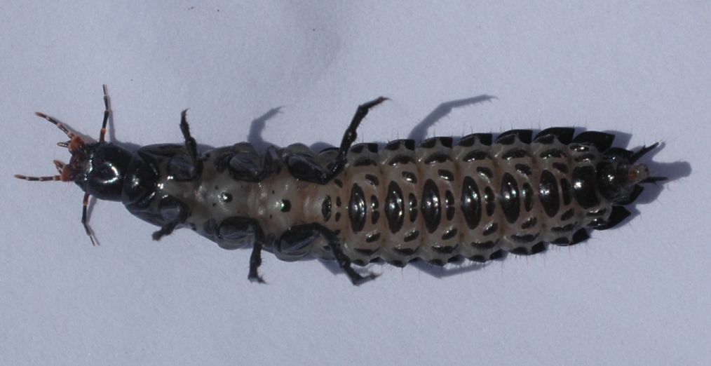 Larva di Carabidae predatrice di chiocciole dal M.Baldo