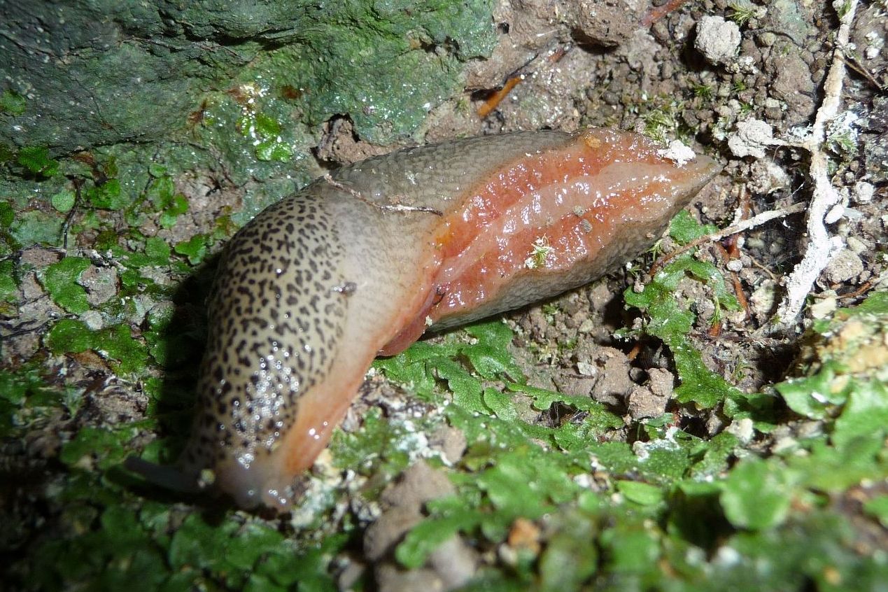 Altri Limax veronensis + distribuzione