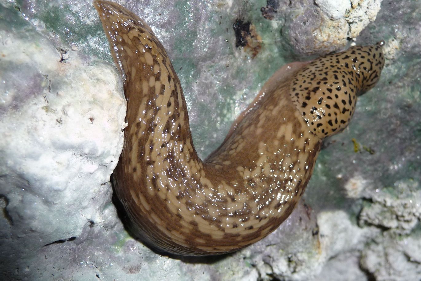 Altri Limax veronensis + distribuzione