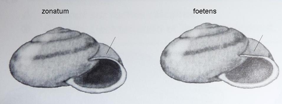 Chilostoma zonatum foetens (Studer, 1820)