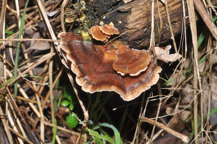 fungo lignicolo (Trametes sp.)