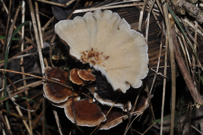 fungo lignicolo (Trametes sp.)
