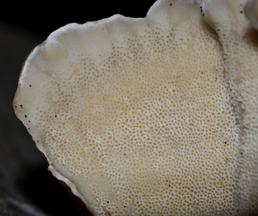 fungo lignicolo (Trametes sp.)