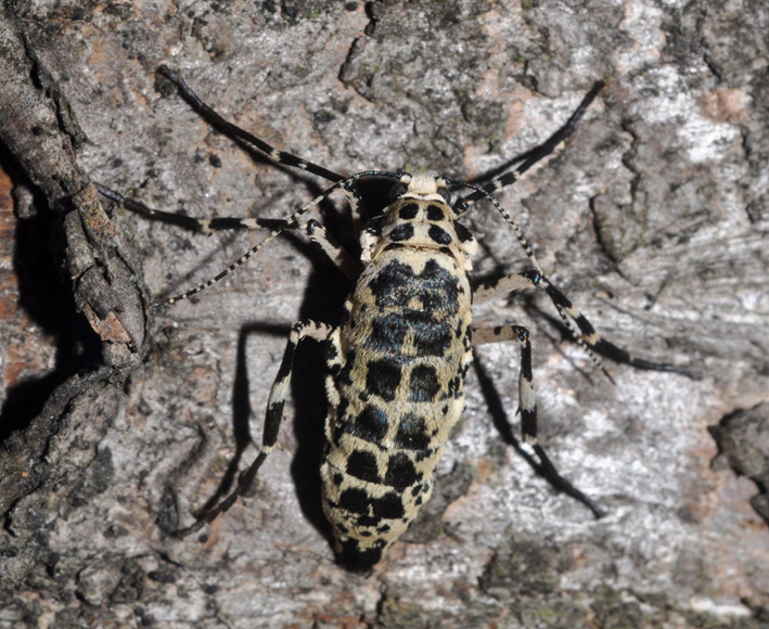 Geometridae: Erannis defoliaria, femmina attera