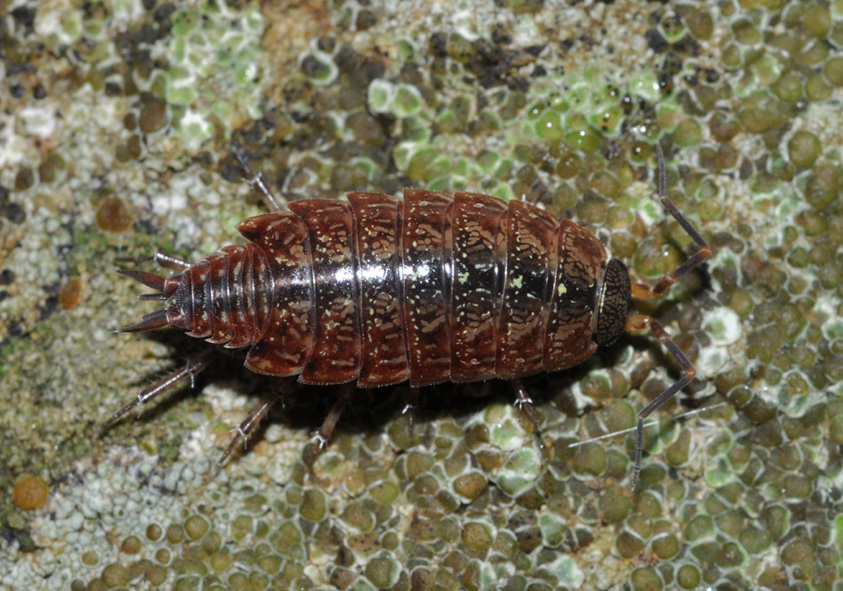 Philoscia affinis