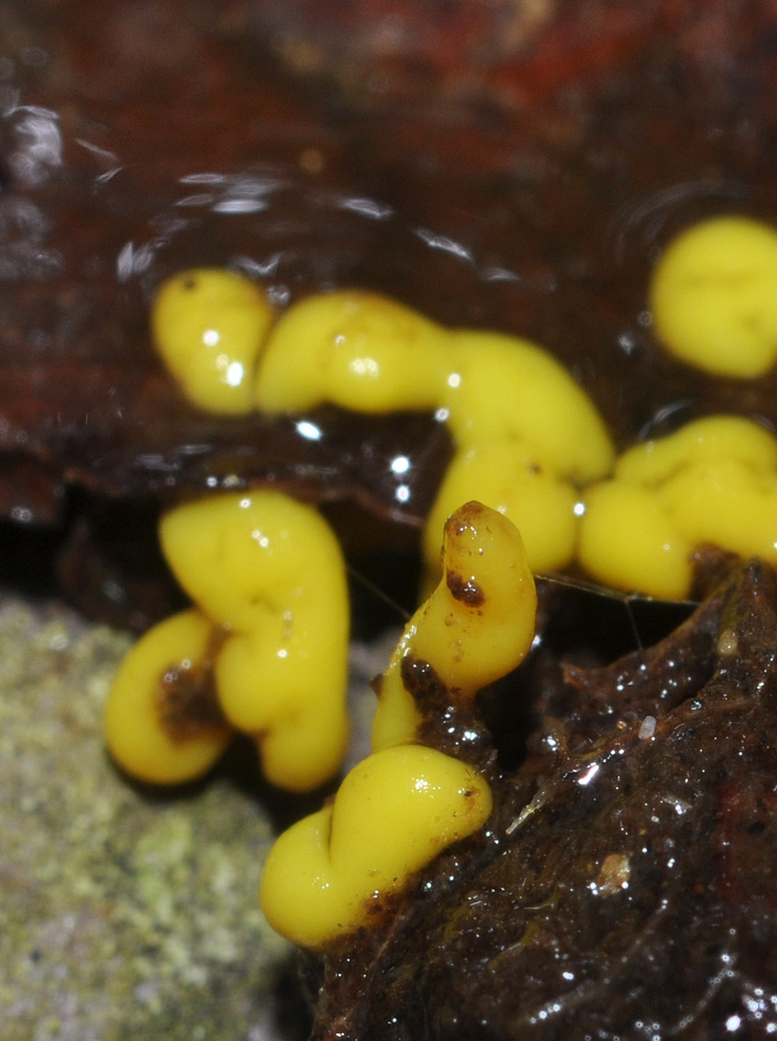 sembra maionese...sono funghi?