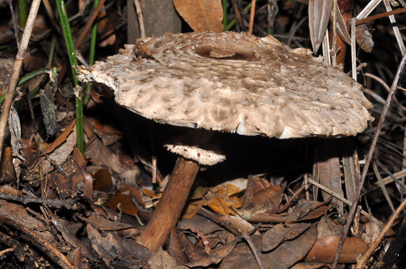 Macrolepiota...