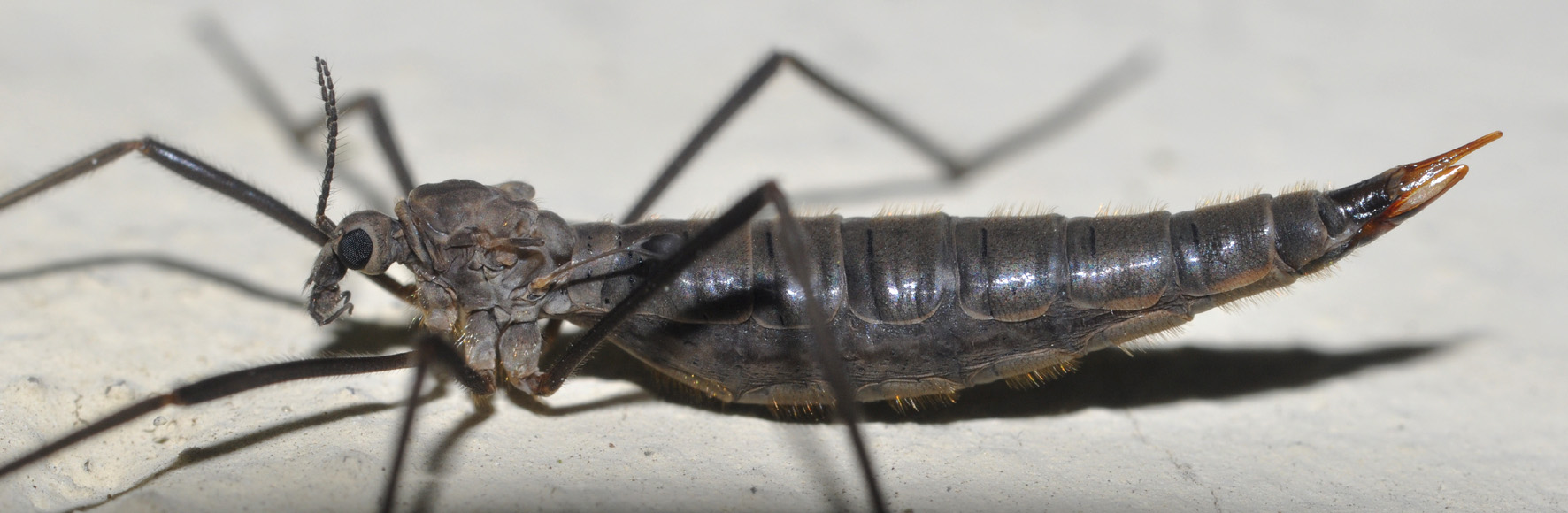 Tipula (Pterelachisus) berteii, femmina