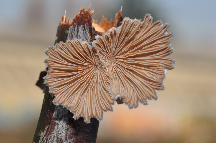 conferma id: schizophyllum...?