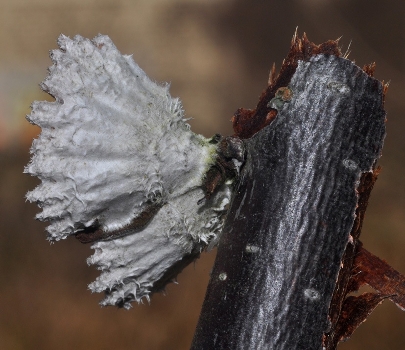 conferma id: schizophyllum...?
