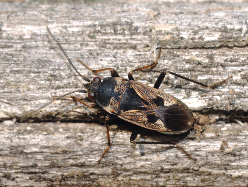 Lygaeidae: Rhyparochromus vulgaris della Toscana (AR)