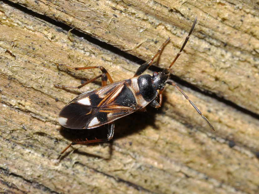 Lygaeidae: Raglius alboacuminatus di Settimo milanese