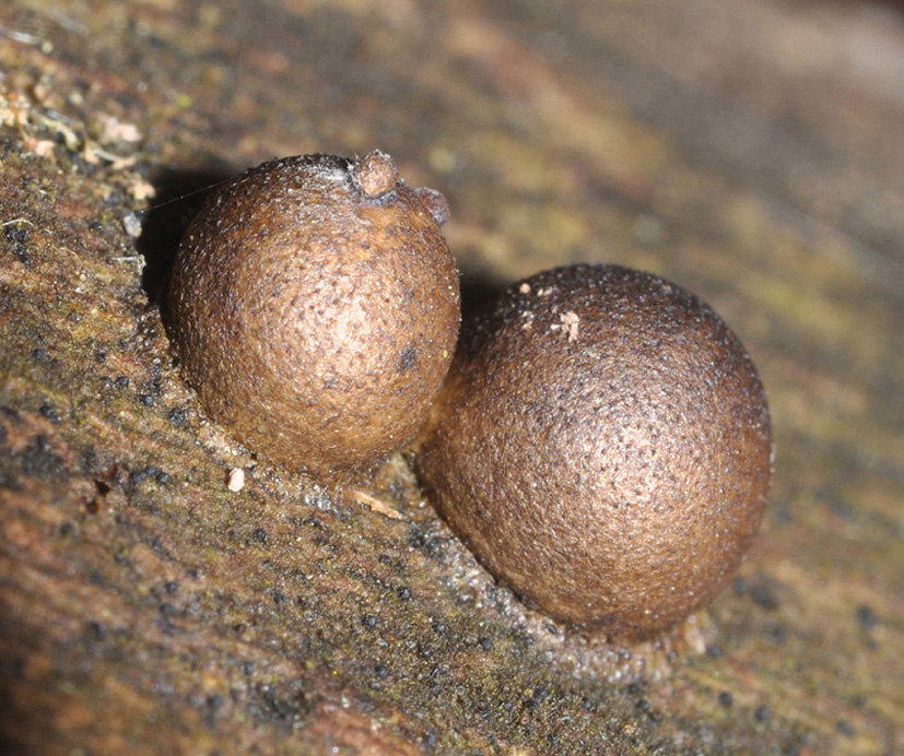 Hypoxylon? - Lycogala epydendrum
