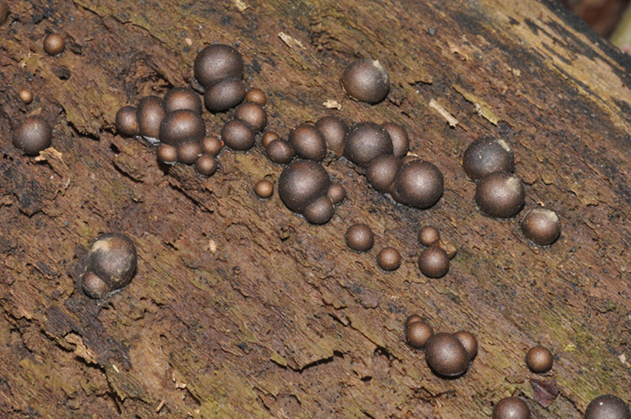 Hypoxylon? - Lycogala epydendrum