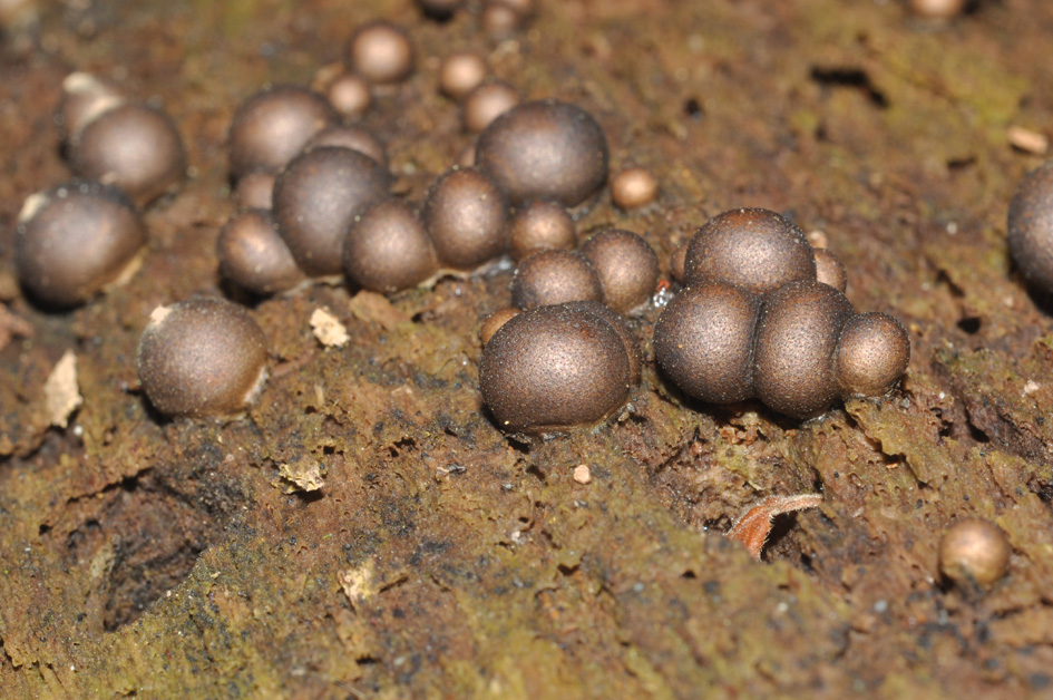 Hypoxylon? - Lycogala epydendrum