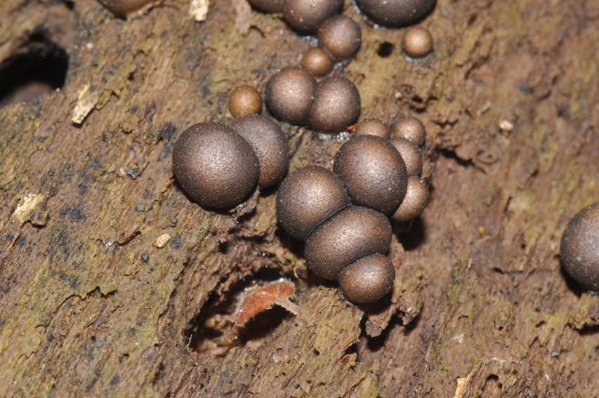 Hypoxylon? - Lycogala epydendrum