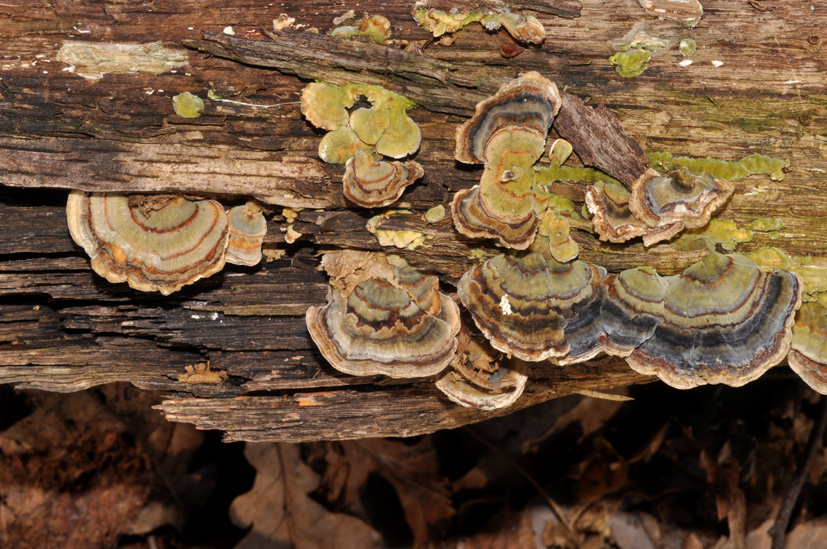Coriolus versicolor? (Trametes versicolor)