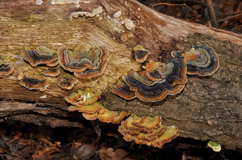 Coriolus versicolor? (Trametes versicolor)